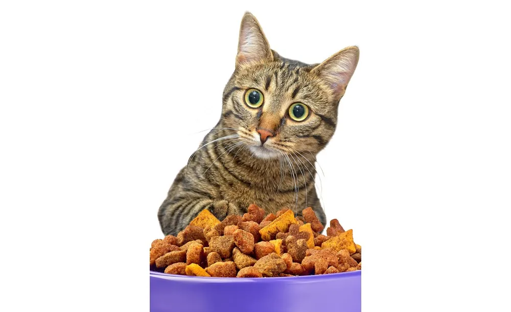 راهنمای کامل انتخاب غذای خشک و مرطوب برای گربه‌ها